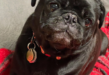 Lulu, a black pug, relaxing on a blanket
