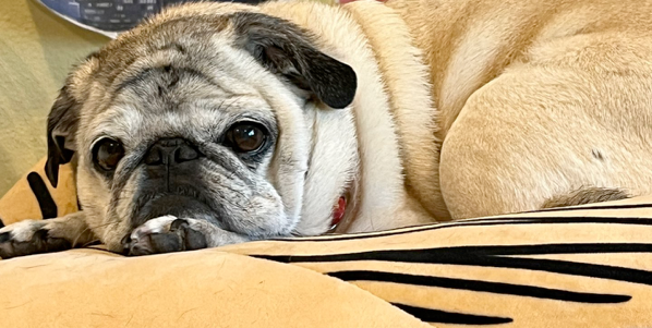 A fawn pug resting on a cushion