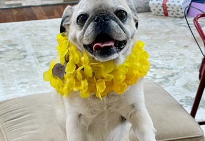 Sugar wearing a yellow flower lei