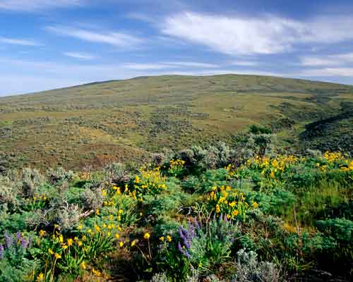 Cowiche Canyon Uplands